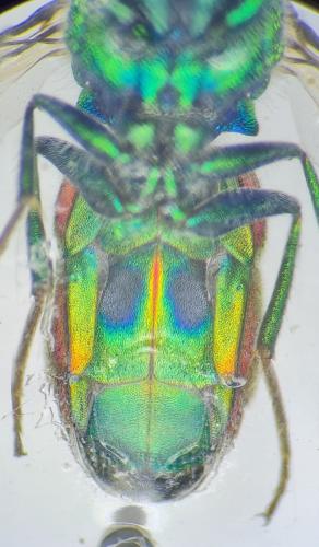 Réf. 313 749 : Chrysura varicornis